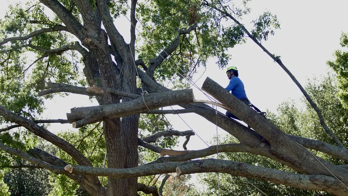 Professional Hazardous Tree Removal performed by certified arborists in Ghent