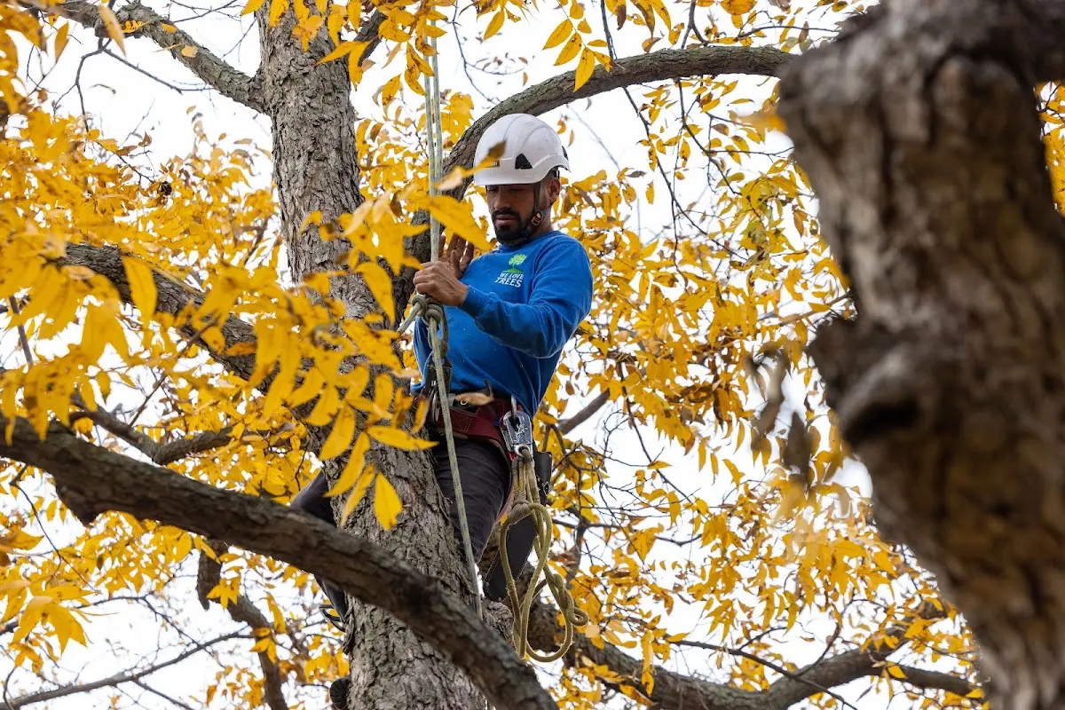 Skilled Tree Transplanting crew working in Ghent